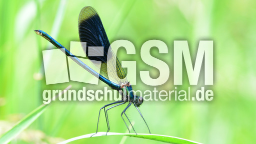 Gebänderte Prachtlibelle - Männchen (8).jpg